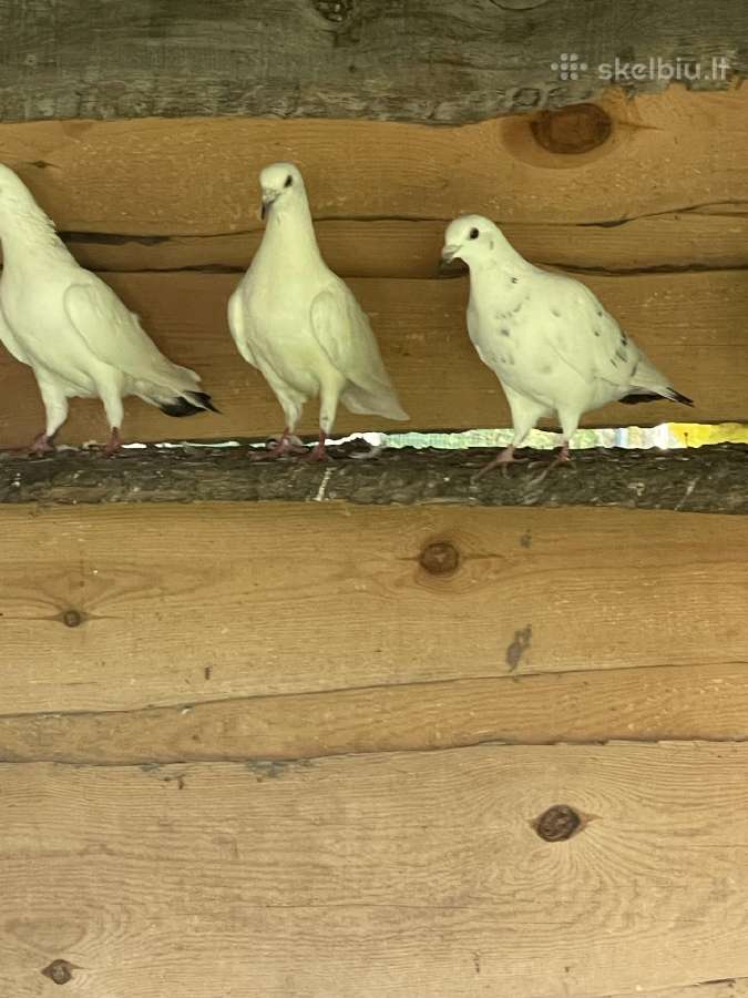 Parduodami Balti Balandžiai Vestuvėms - nuotraukos Nr. 2