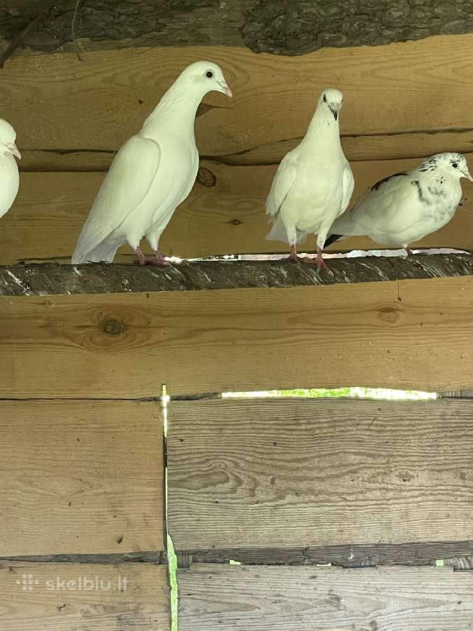 Parduodami Balti Balandžiai Vestuvėms - nuotraukos Nr. 4