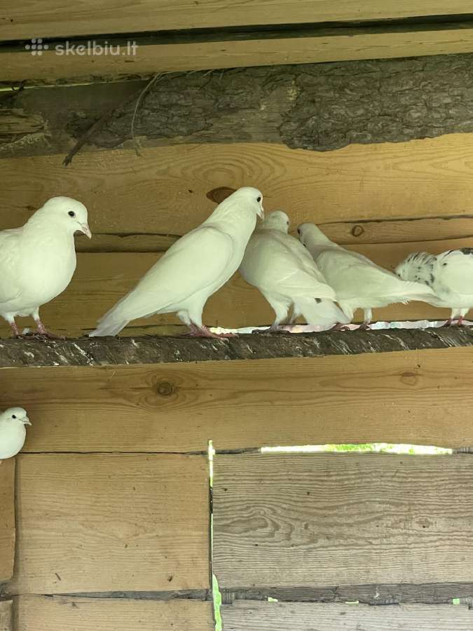 Parduodami Balti Balandžiai Vestuvėms - nuotraukos Nr. 5
