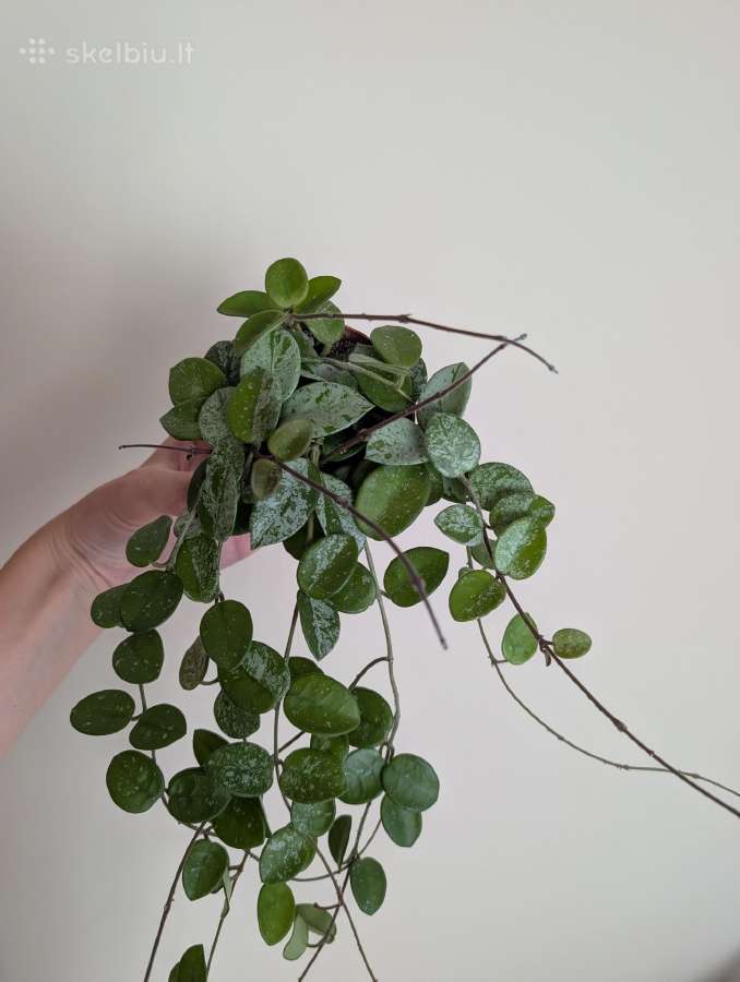 Hoya mathilde - nuotraukos Nr. 2