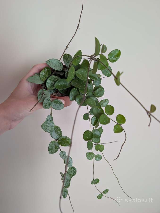 Hoya mathilde - nuotraukos Nr. 3