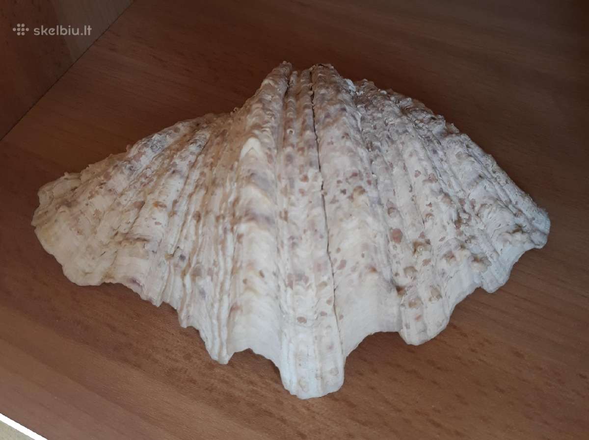 Kriauklė Fidži - nuotraukos Nr. 4