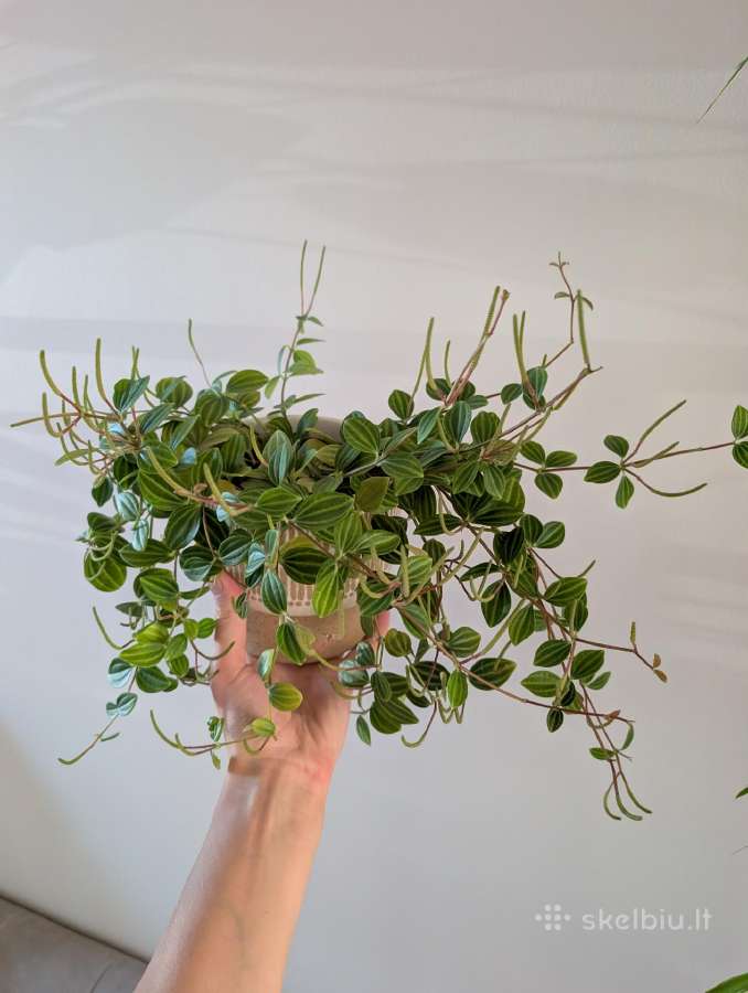 Peperomia angulata - nuotraukos Nr. 2