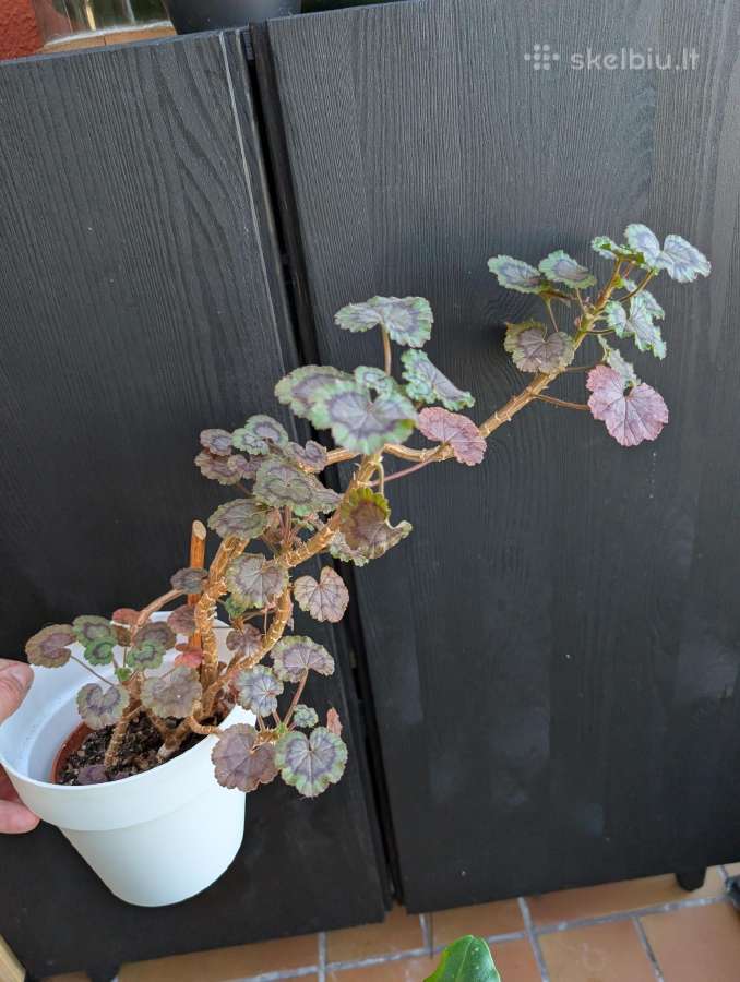 Pelargonija margalapė - nuotraukos Nr. 2