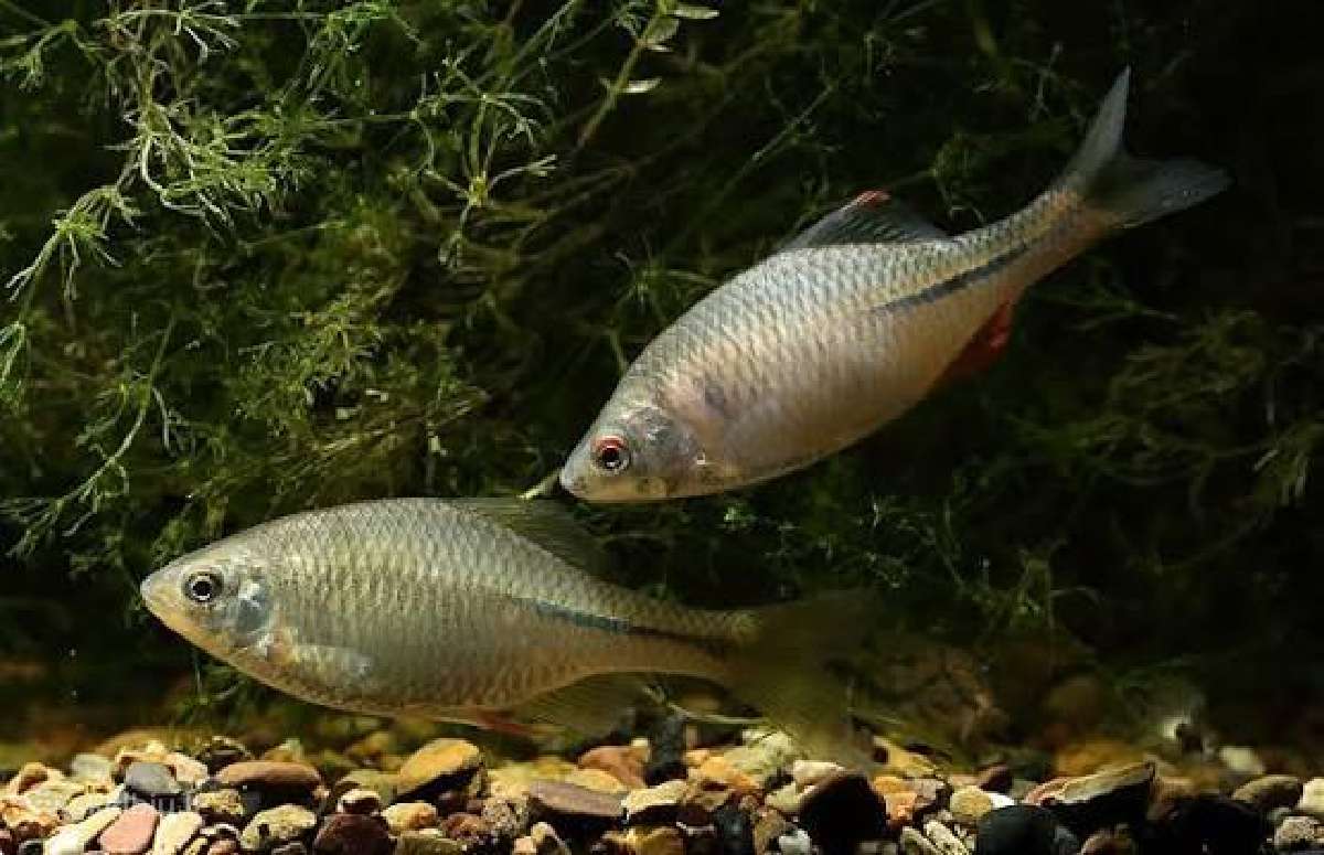 Kartuolės (bitterlingrhodeus sericeus) - nuotraukos Nr. 2
