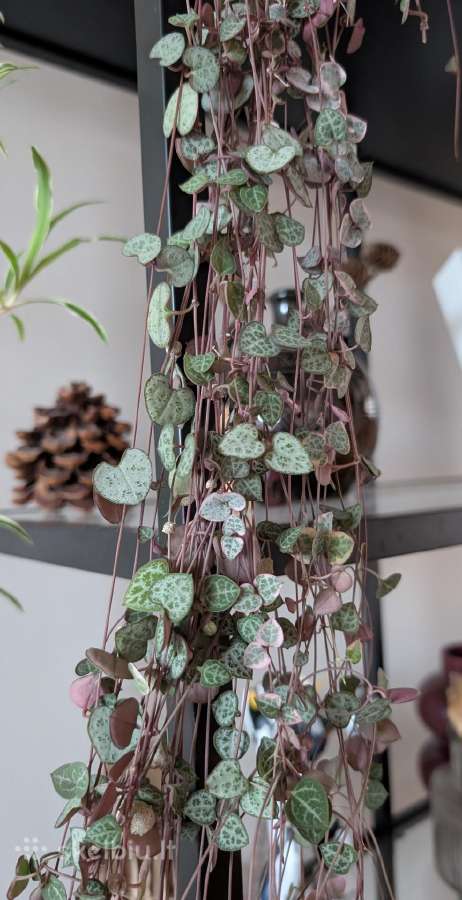 Ceropegia woodii - nuotraukos Nr. 3
