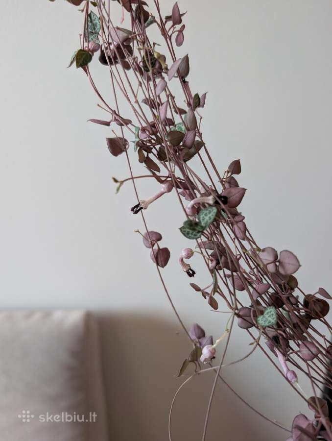 Ceropegia woodii - nuotraukos Nr. 4