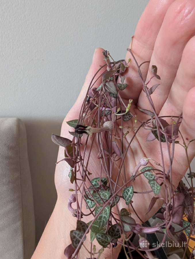 Ceropegia woodii - nuotraukos Nr. 5