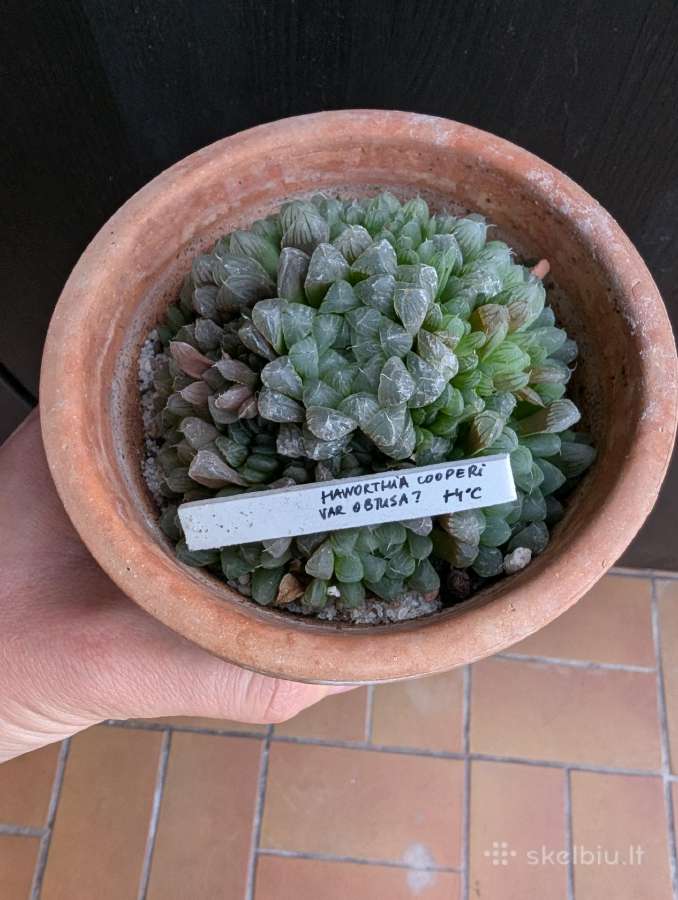 Haworthia - nuotraukos Nr. 2
