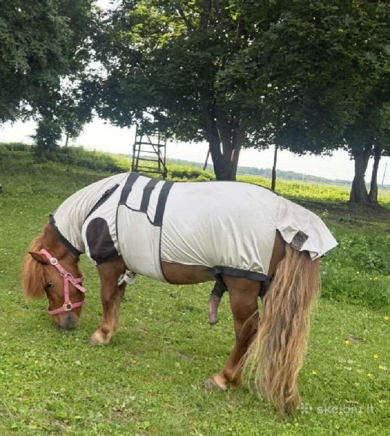 Ponis kastratas - nuotraukos Nr. 2
