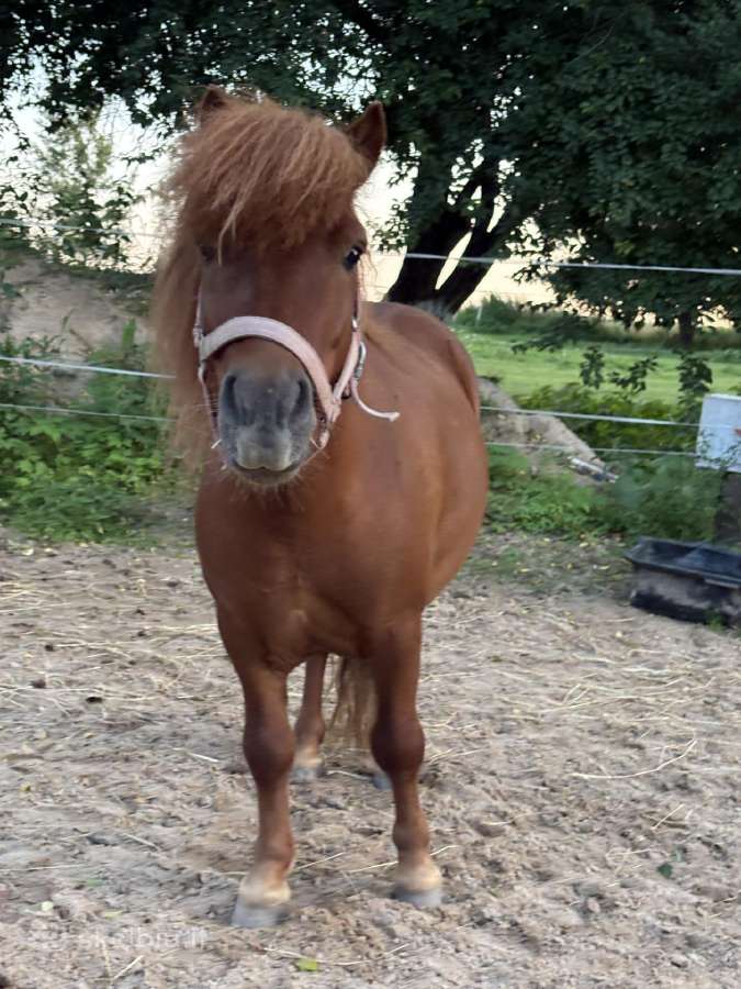 Ponis kastratas - nuotraukos Nr. 3