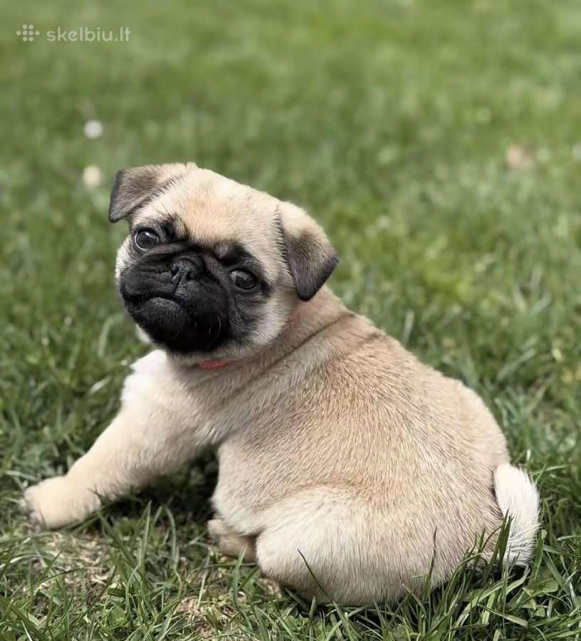 Mopsai su kilmes dokumentais /pug - nuotraukos Nr. 3