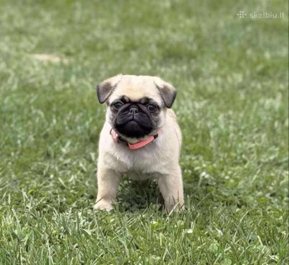 Mopsai su kilmes dokumentais /pug - nuotraukos Nr. 5