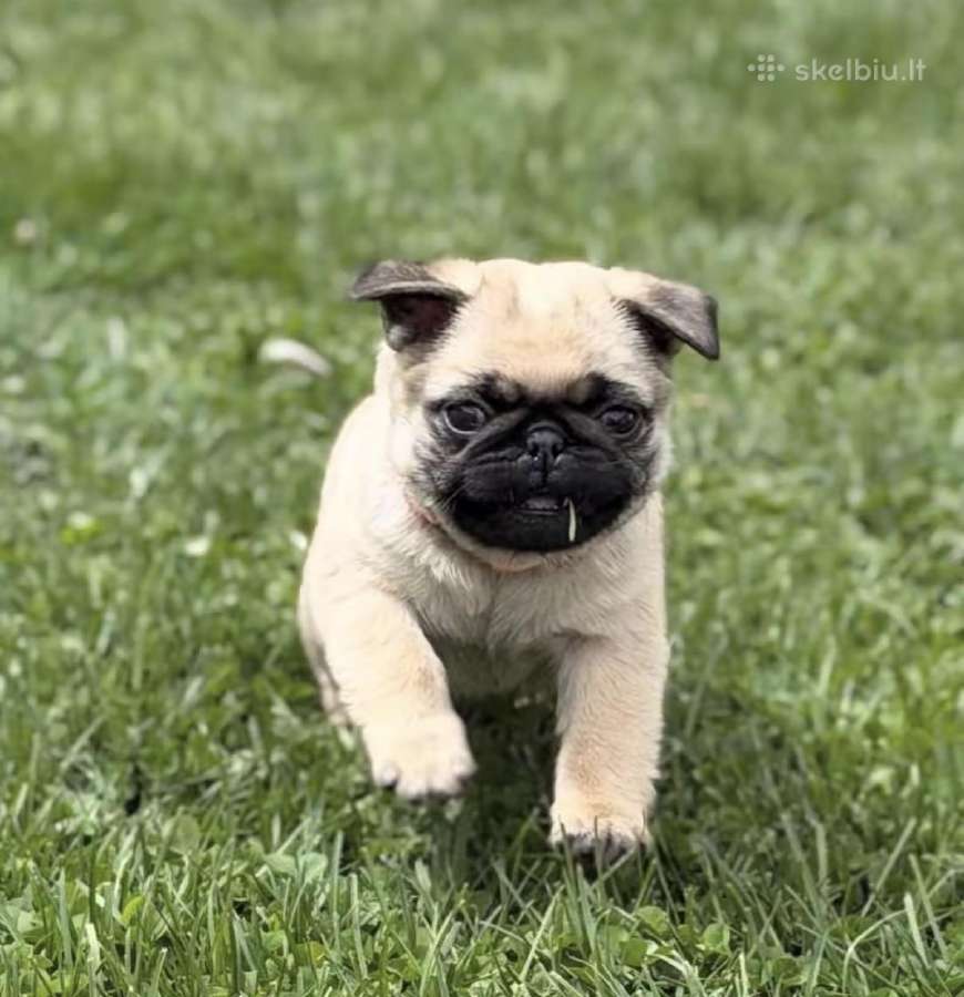 Mopsai su kilmes dokumentais /pug - nuotraukos Nr. 6