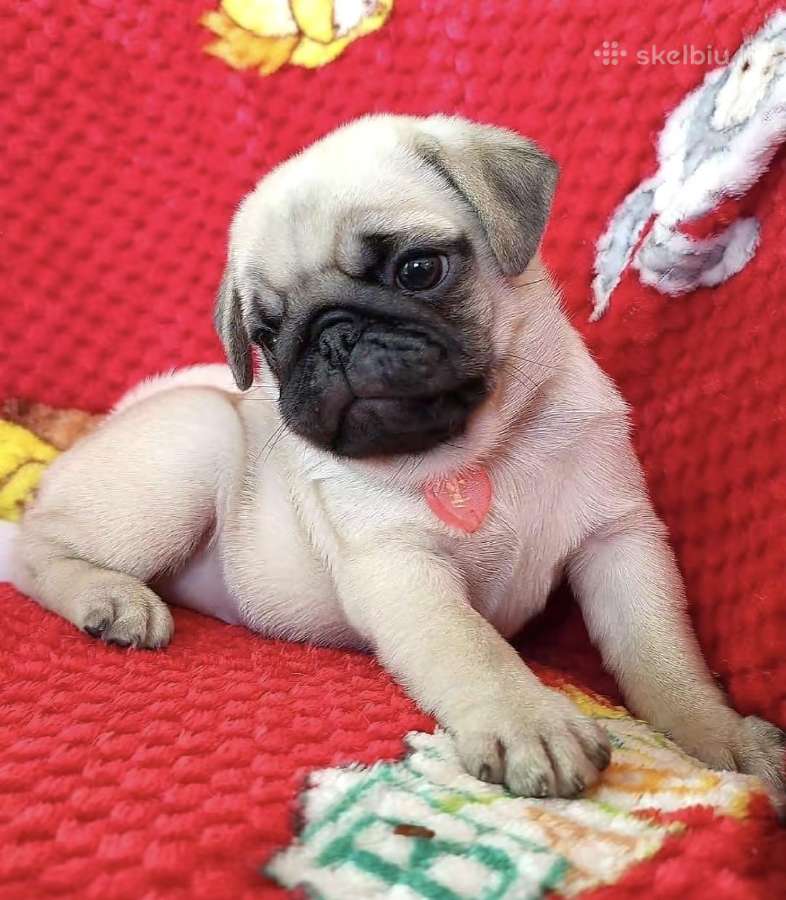 Mopsai su kilmes dokumentais /pug - nuotraukos Nr. 7