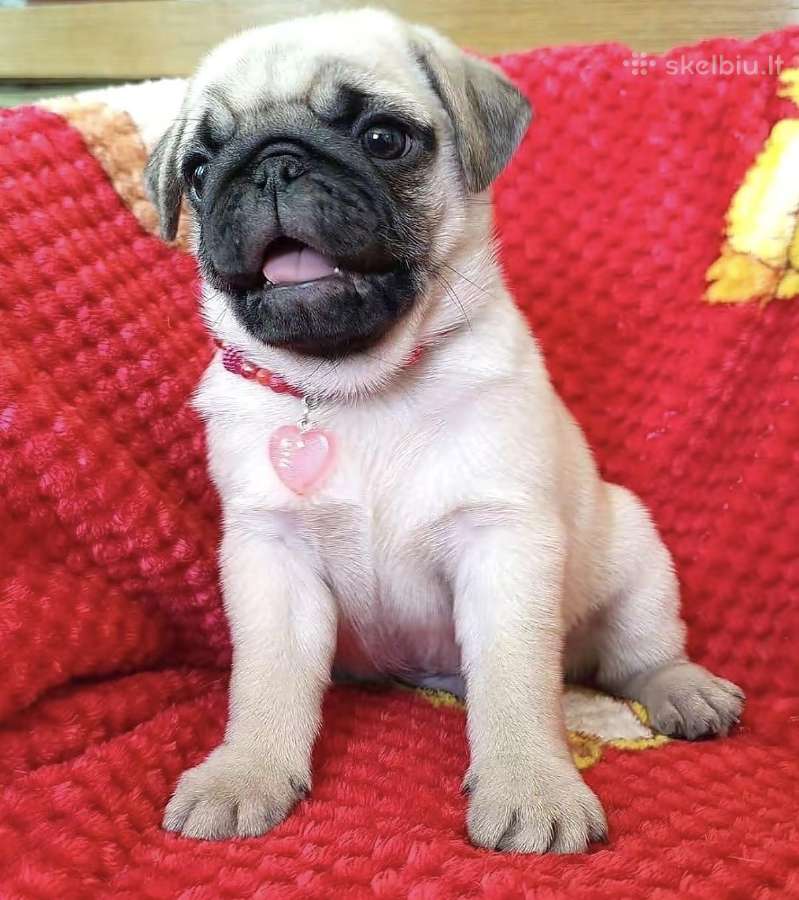 Mopsai su kilmes dokumentais /pug - nuotraukos Nr. 8