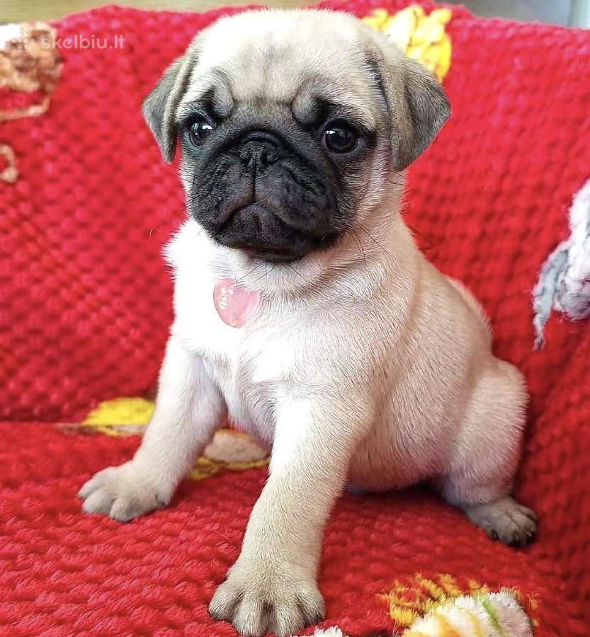 Mopsai su kilmes dokumentais /pug - nuotraukos Nr. 9