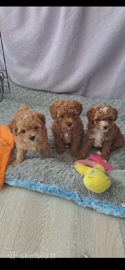 Maltipoo toypudel ir bisones suniukai - nuotraukos Nr. 2