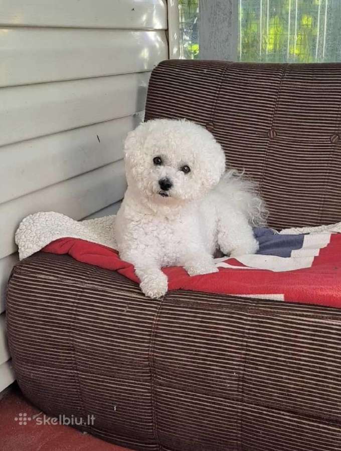 Maltipoo toypudel ir bisones suniukai - nuotraukos Nr. 3