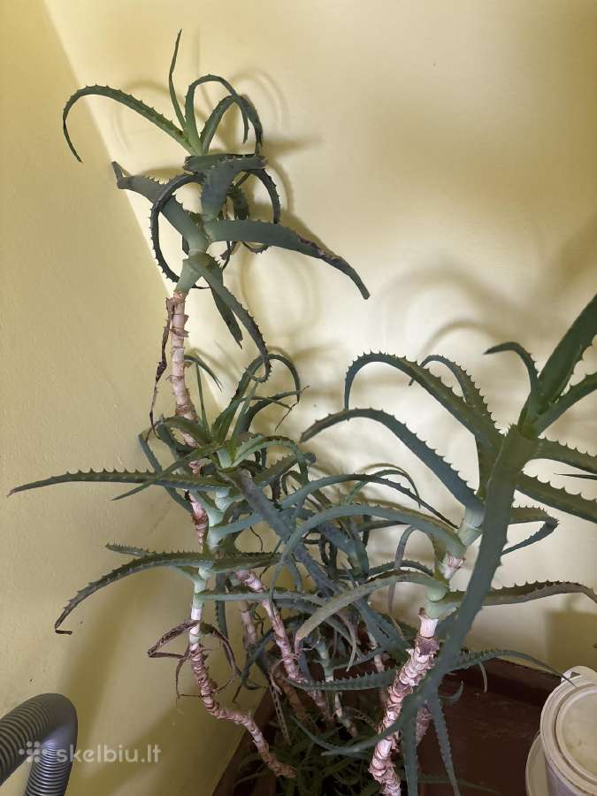 Dovanojame augalus - nuotraukos Nr. 3