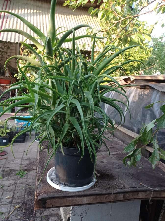 Parduodu pinavijas krapines, alijošių, bijūnus - nuotraukos Nr. 3