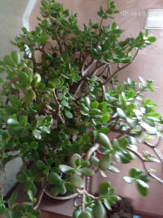 Parduodu pinavijas krapines, alijošių, bijūnus - nuotraukos Nr. 2