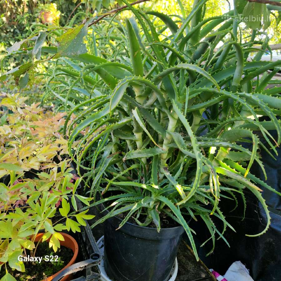 Parduodu pinavijas krapines, alijošių, bijūnus - nuotraukos Nr. 7