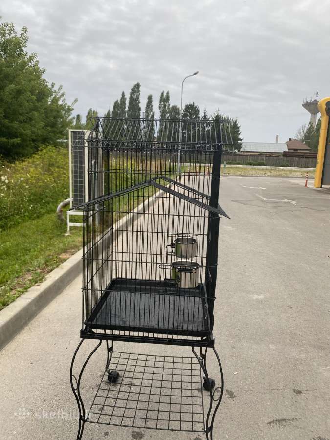 Parduodu papugu narva 50 eur - nuotraukos Nr. 3