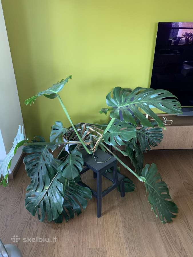 Monstera deliciosa - nuotraukos Nr. 2