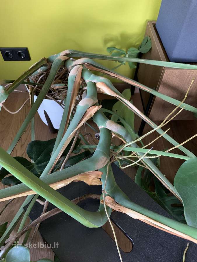 Monstera deliciosa - nuotraukos Nr. 3