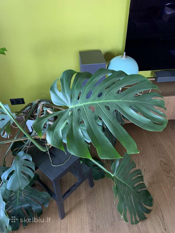 Monstera deliciosa - nuotraukos Nr. 4