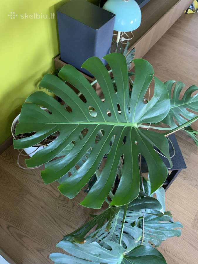 Monstera deliciosa - nuotraukos Nr. 5