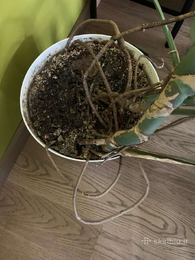 Monstera deliciosa - nuotraukos Nr. 6