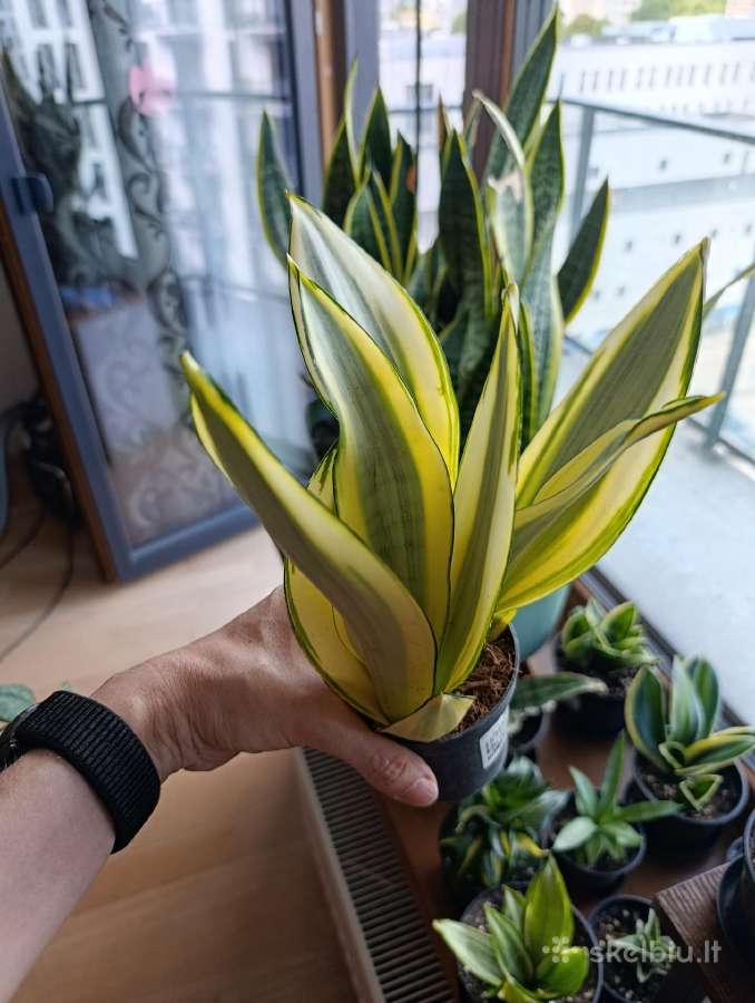 Sansevieria ghost - nuotraukos Nr. 2