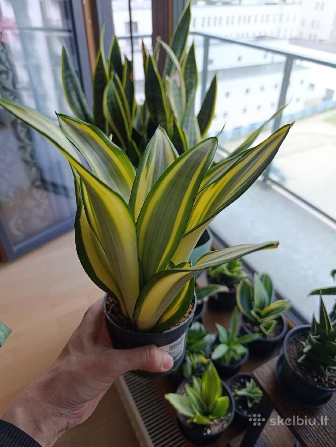 Sansevieria ghost - nuotraukos Nr. 3