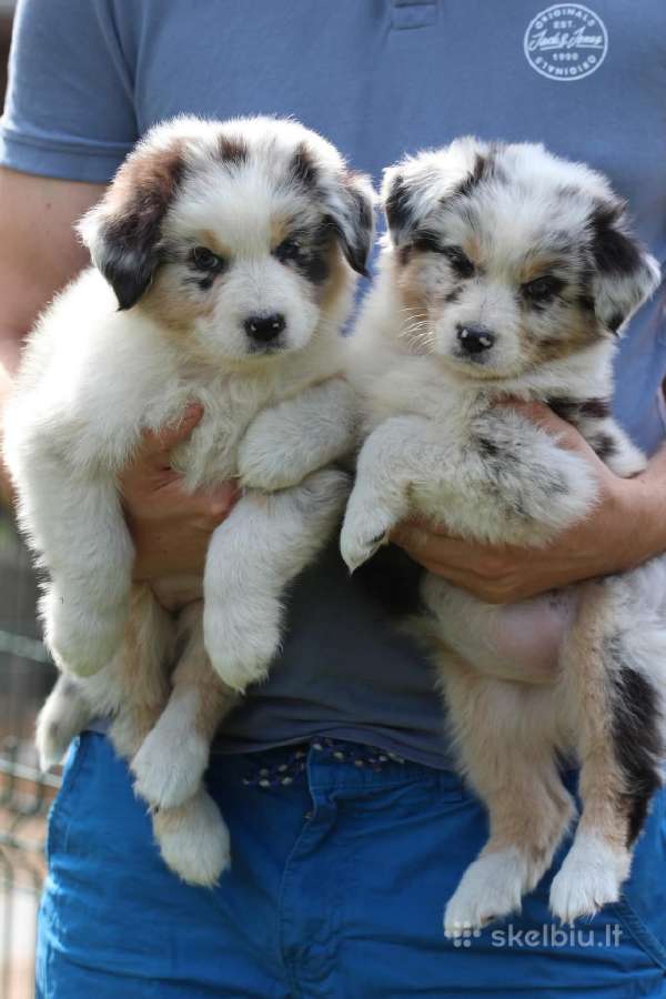 Aussi blue merle boys& girls - nuotraukos Nr. 4