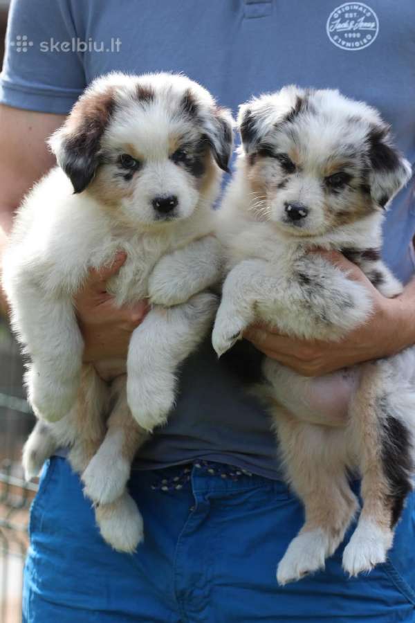 Aussi blue merle mergaite - nuotraukos Nr. 2