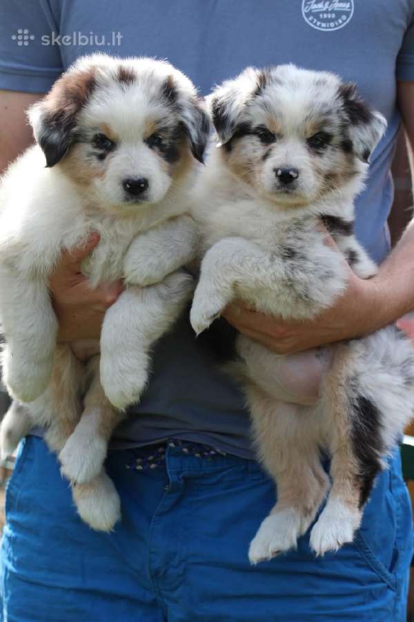 Aussi blue merle mergaite - nuotraukos Nr. 3