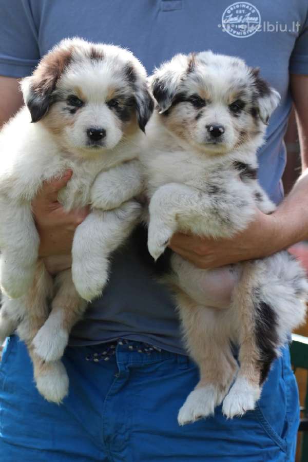 Aussi blue merle mergaite - nuotraukos Nr. 4