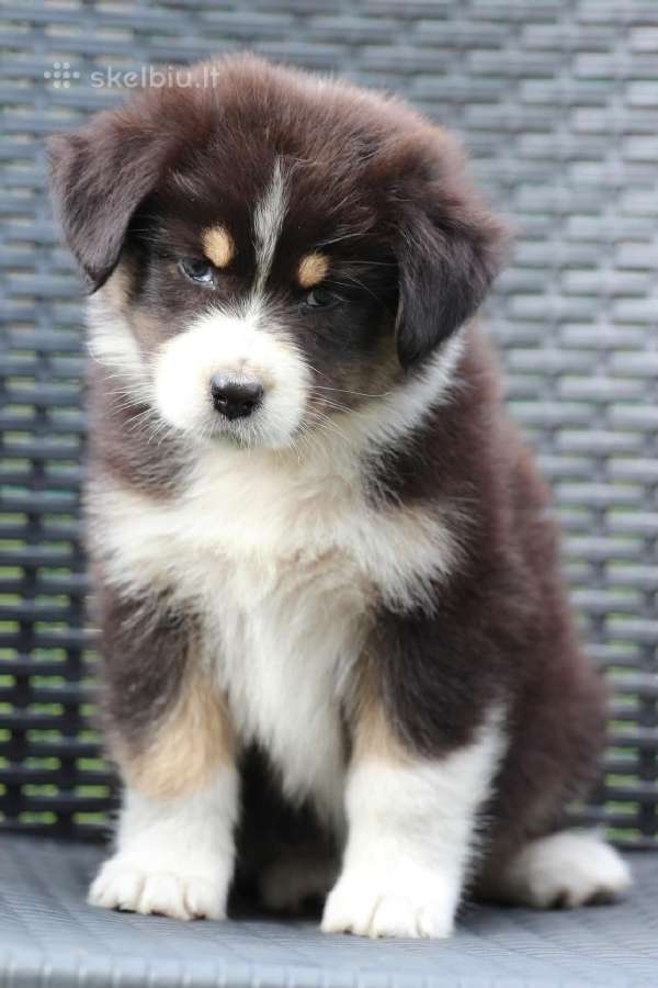 Aussi black tricolor boy&girls - nuotraukos Nr. 9