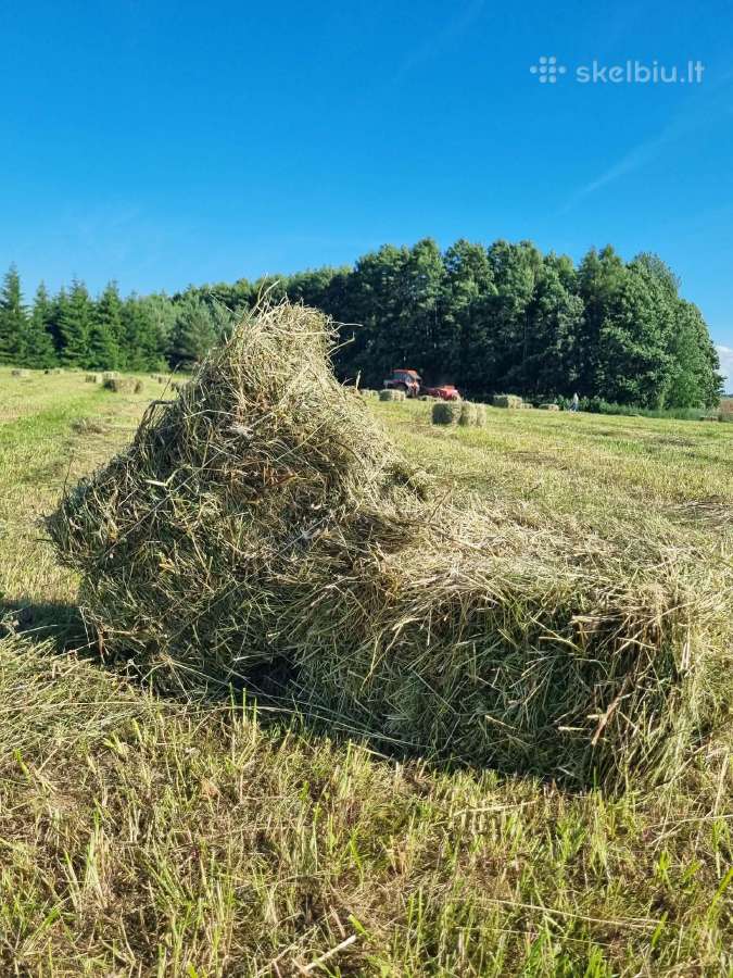 Šienas kytkomis - nuotraukos Nr. 2