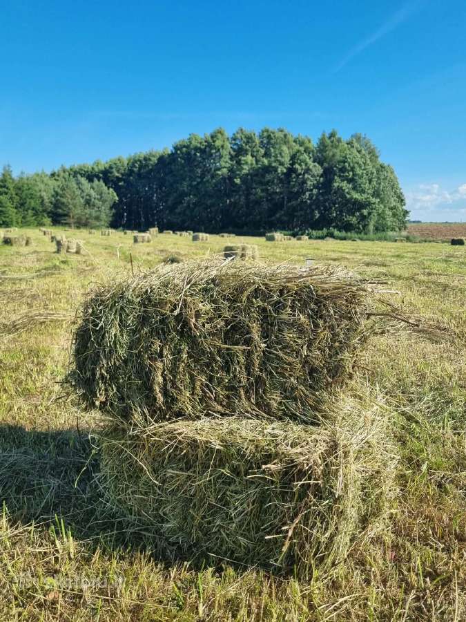 Šienas kytkomis - nuotraukos Nr. 3