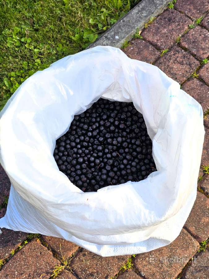 Parduodamos ekologiškos aronijų uogos! - nuotraukos Nr. 2