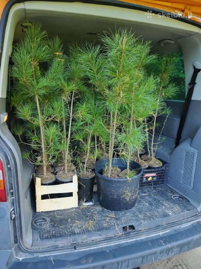 Parduodu sibiro 10metų kedriukus - nuotraukos Nr. 2