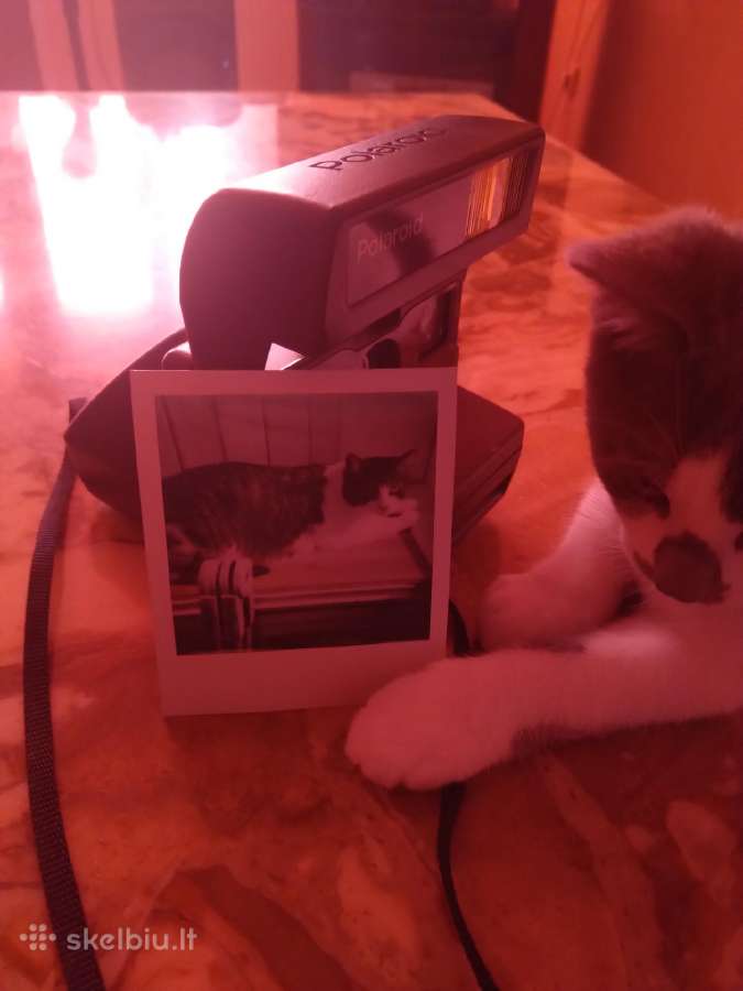 Poloroid momentinis fotopartas - nuotraukos Nr. 2