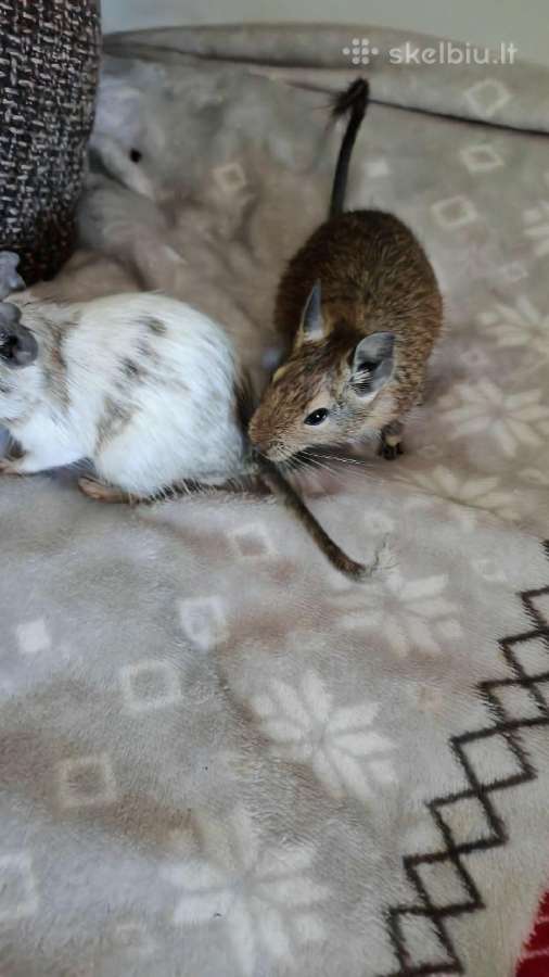 Parduodam degu su narve - nuotraukos Nr. 2