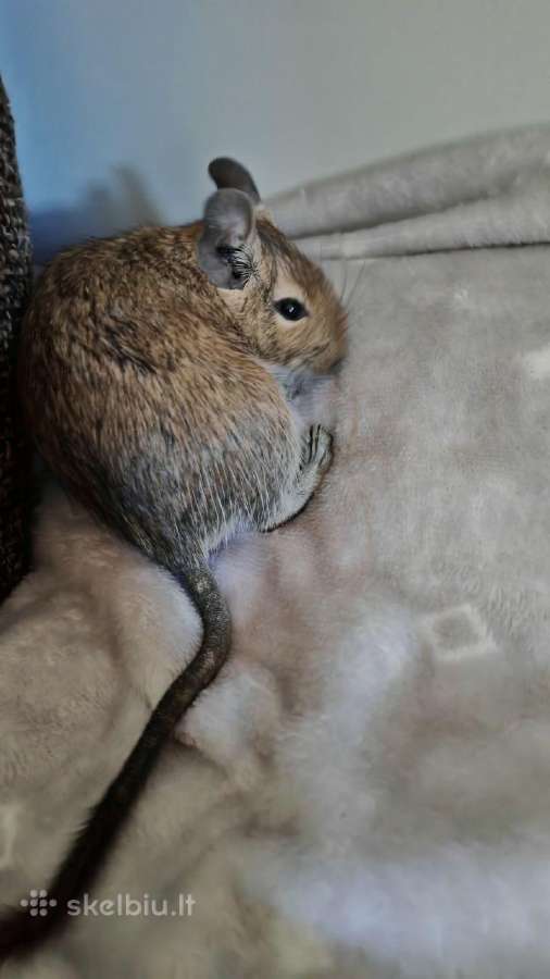 Parduodam degu su narve - nuotraukos Nr. 3