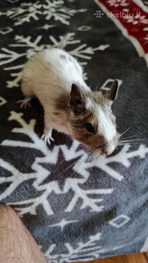 Parduodam degu su narve - nuotraukos Nr. 4