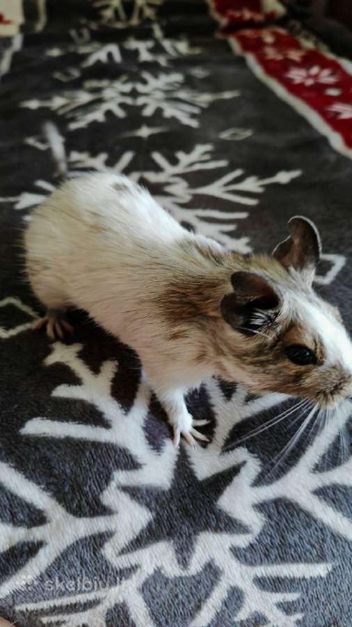 Parduodam degu su narve - nuotraukos Nr. 5