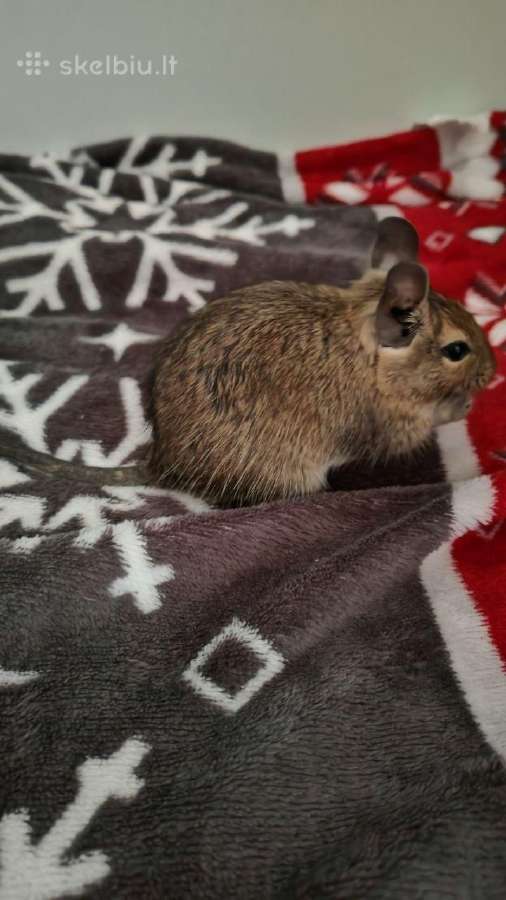Parduodam degu su narve - nuotraukos Nr. 6